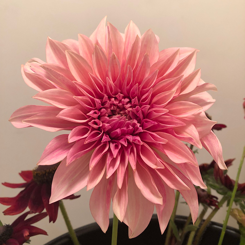Cafe au Lait dahlia