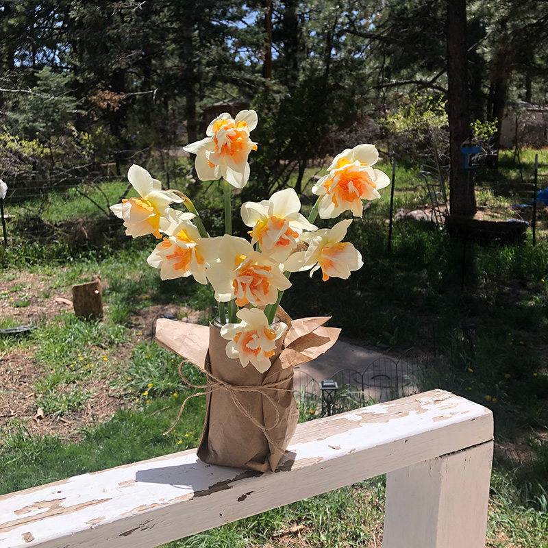 Narcissus in a vase