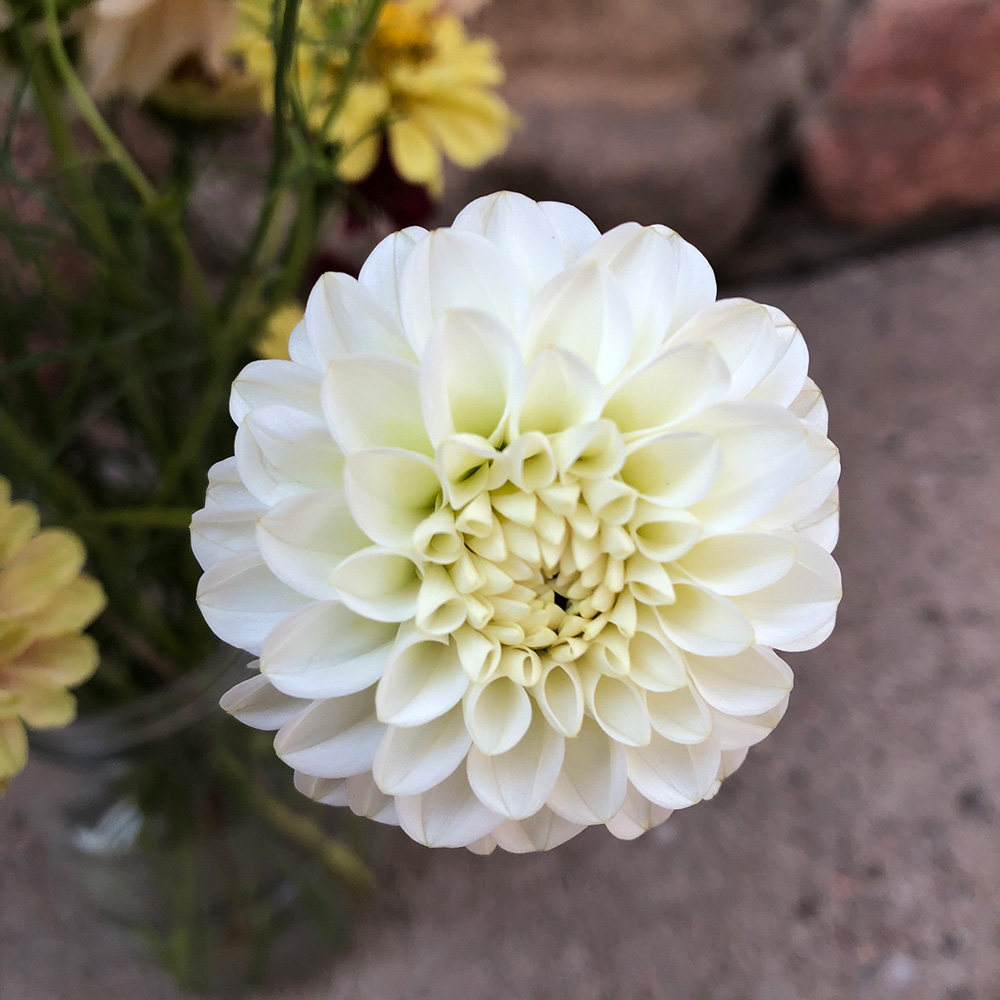 White bouquet