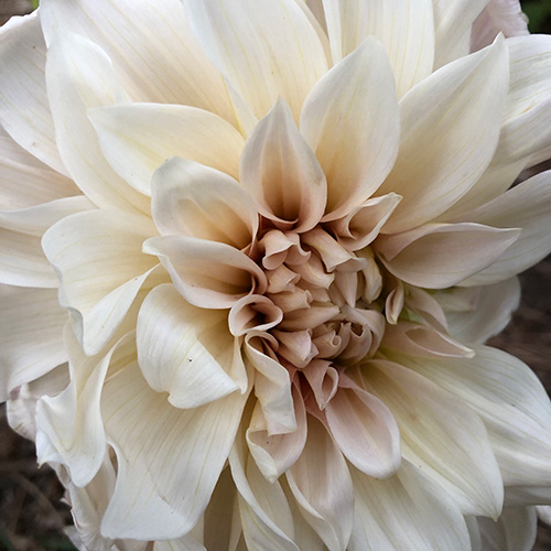 White dahlia