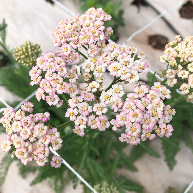 Yarrow